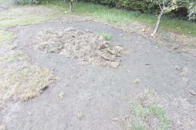 Devastated: A lawn damaged by chafer bugs in a garden off Lincoln Road in Horncastle. Picture: John Fieldhouse