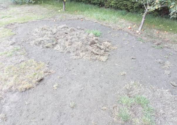 Devastated: A lawn damaged by chafer bugs in a garden off Lincoln Road in Horncastle. Picture: John Fieldhouse