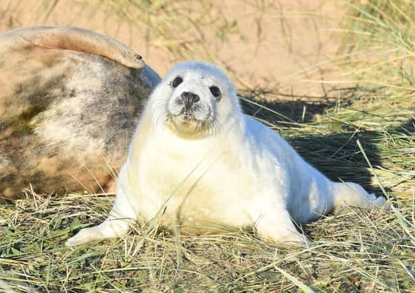 Seal pups at Donna Nook. All photographs taken by David Dawson.