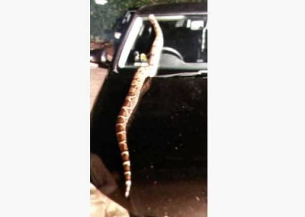 Police have released this photo as the search continues for the missing boa constrictor.