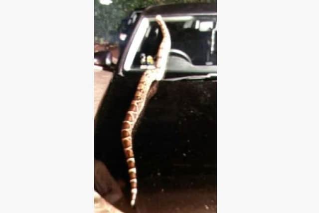 Police have released this photo as the search continues for the missing boa constrictor.