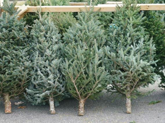 Where will you be buying a Christmas tree this year?