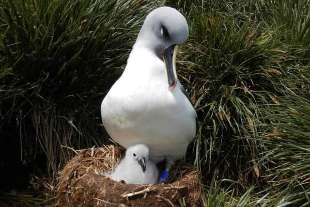 The albatross is as threat of extinction - but you can help by donating your used Christmas stamps at RSBP Frampton Marsh. Image supplied.