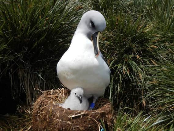 The albatross is as threat of extinction - but you can help by donating your used Christmas stamps at RSBP Frampton Marsh. Image supplied.