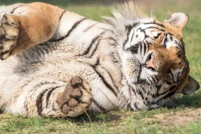Paws-ing for thought: Syas, a Bengal tiger - one of the many attractions at Wolds Wildlife Park. Picture: John Aron.