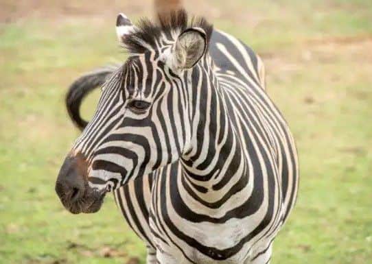 One of the zebras at Wolds Wildlife Park. Picture: John Aron.