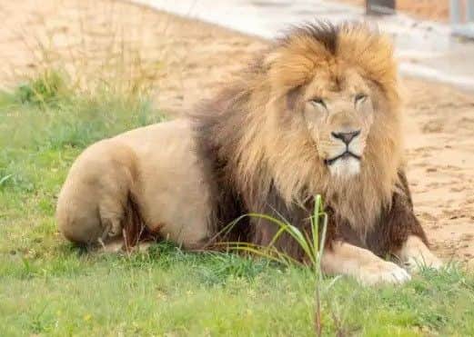 Roarsome... one of the lions at Wolds Wildlife Park. Picture: John Aron.