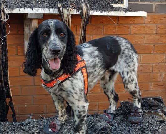 Dexter at work investigating a fire. ANL-181217-135541001