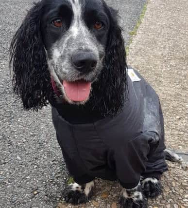 Dexter drying off after a shower at Skegness Fire Station.by ANL-181217-135512001