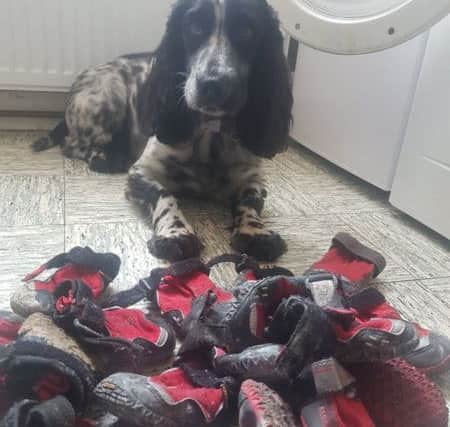 The day's work isn't done until all of Dexter's boots have been washed. ANL-181217-135500001