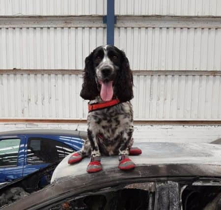 Job done - Dexter investigates a car fire. ANL-181219-065712001