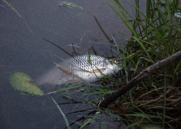 A dead fish in the River Witham.