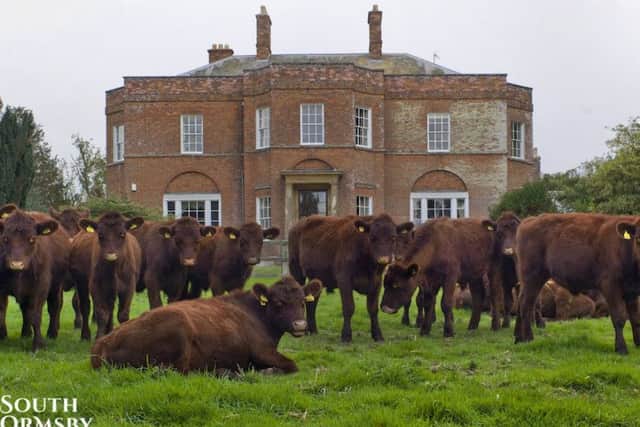 Lincoln Red cattle at the South Ormsby Estate.
