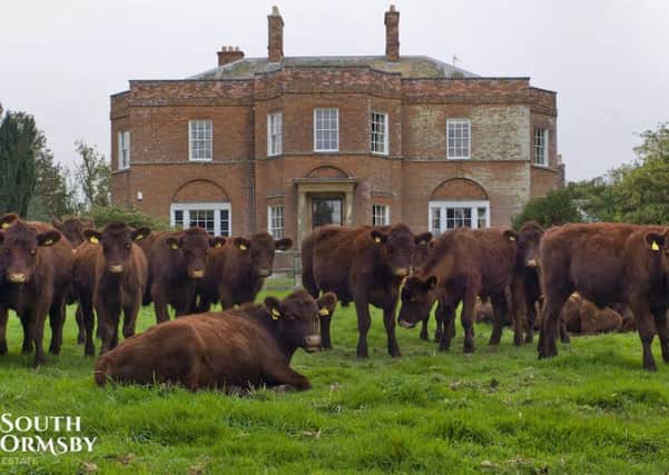 Lincoln Red cattle at the South Ormsby Estate.