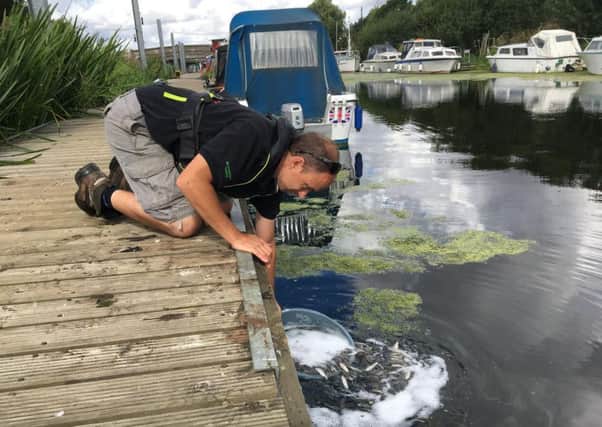 Environment Agency fisheries experts restocking the River Witham