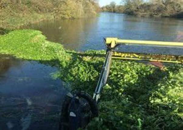 The Environment Agency has been removing floating pennywort, an invasive species, from rivers. EMN-190701-151713001
