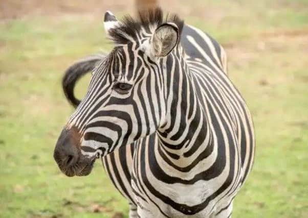 One of the stripy residents at Wolds Wildlife Park.