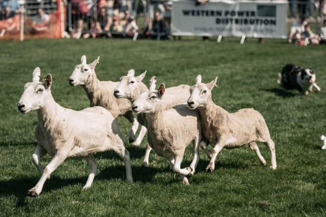 Just some of the animals you can expect to see at Countryside Lincs. Picture: KMGS Photography EMN-190301-140702001