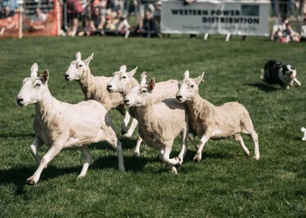 Just some of the animals you can expect to see at Countryside Lincs. Picture: KMGS Photography EMN-190301-140702001