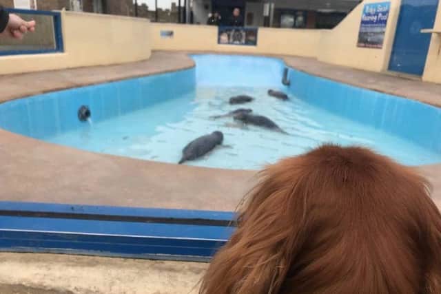 Luca, of Dog Friendly Lincolnshire Facebook page, checks out the seal pool at Natureland Seal Sanctuary in Skegness. ANL-190301-173639001