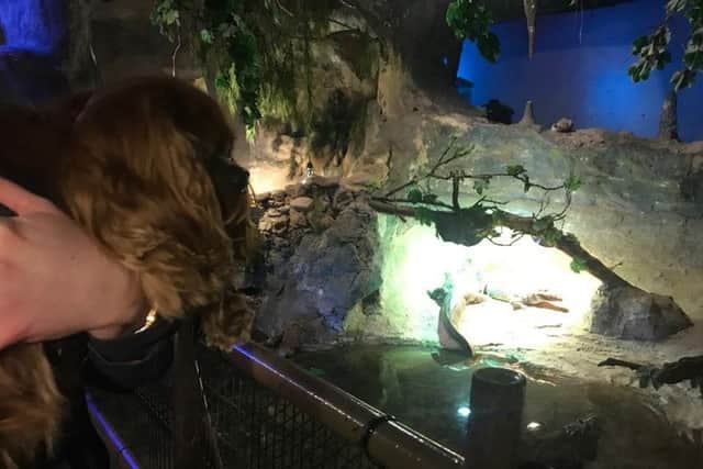 Dogs are even allowed close to the crocodiles in the Tropical House at Natureland Seal Sanctuary ANL-190301-174457001