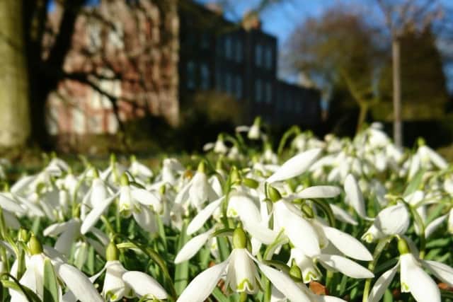 Enjoy snowdrop week at Gunby Hall. EMN-190901-160520001