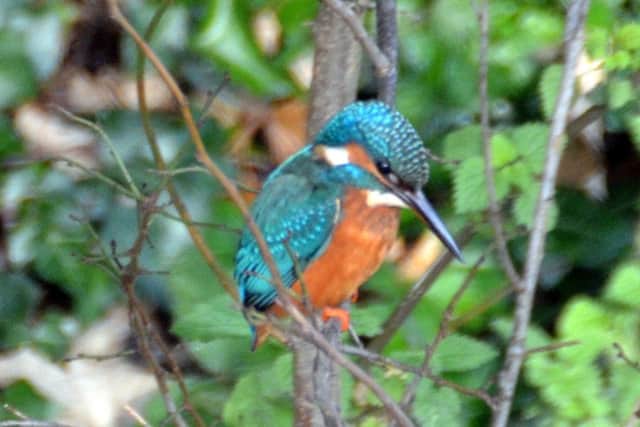 A stunning Kingfisher at Louth Canal (Photo: Shaun Bulleyment).