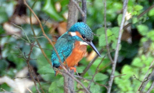 A stunning Kingfisher at Louth Canal (Photo: Shaun Bulleyment).