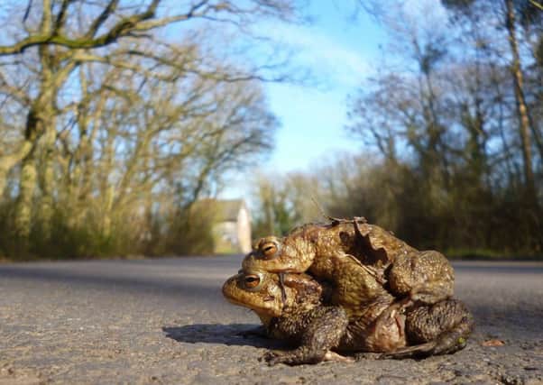 Can you volunteer for the annual toad crossing patrol?