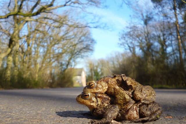 Can you volunteer for the annual toad crossing patrol?