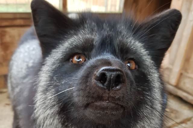 A silver fox has been rescued by the ARK Wildlife Park and Animal Rescue Sanctuary in Stickney - and keepers have named him Dexter. ANL-190118-142856001