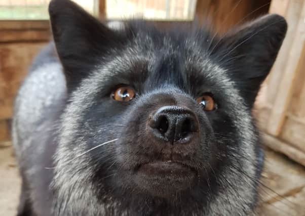 A silver fox has been rescued by  the ARK Wildlife Park and Animal Rescue Sanctuary in Stickney - and keepers have named him Dexter. ANL-190118-142856001