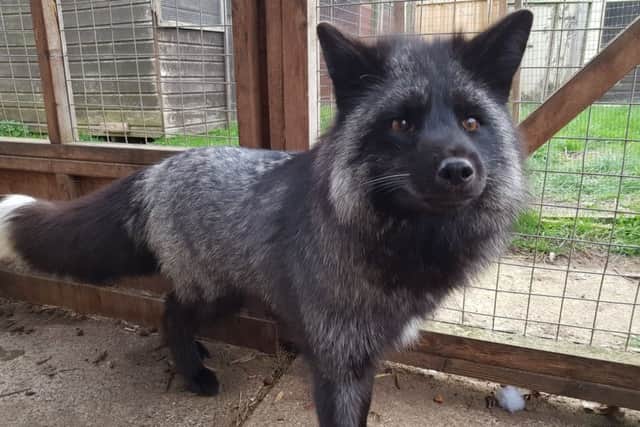 Dexter, the silver fox.