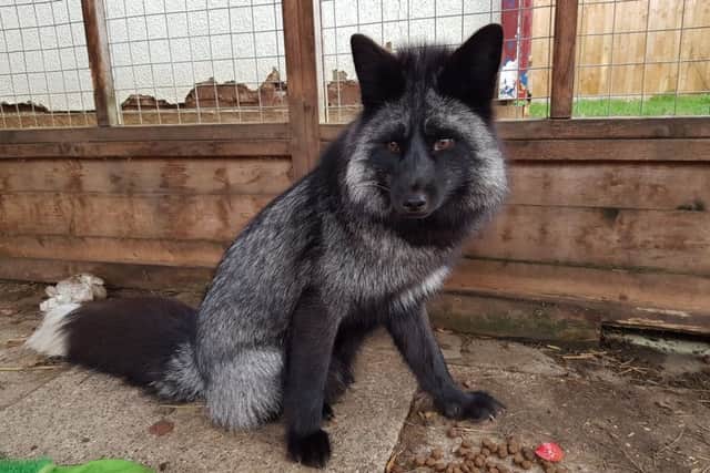 Can you help ARK's new resident, Dexter?