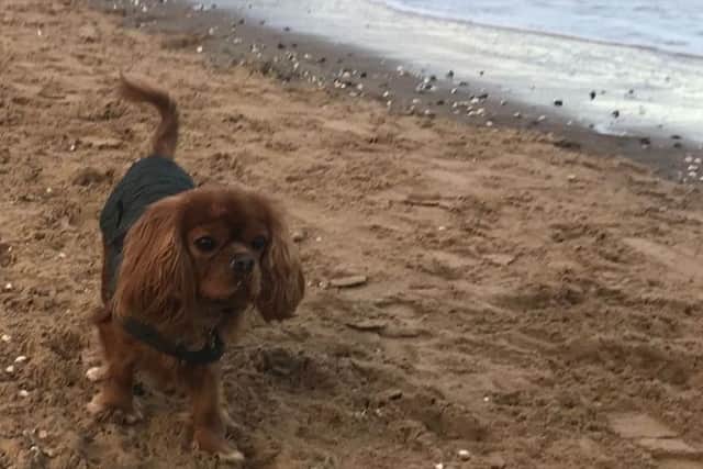 There have been no reports of stolen dogs in the area, according to Lincolnshire police. ANL-190123-181732001