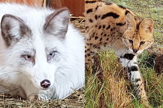 New arrivals at the ARK Wildlife Park and Animal Rescue Centre, near Boston.