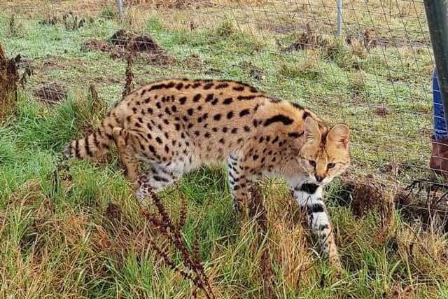 Tembea the serval.