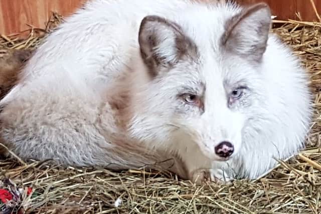 The as-yet unnanmed white fox.