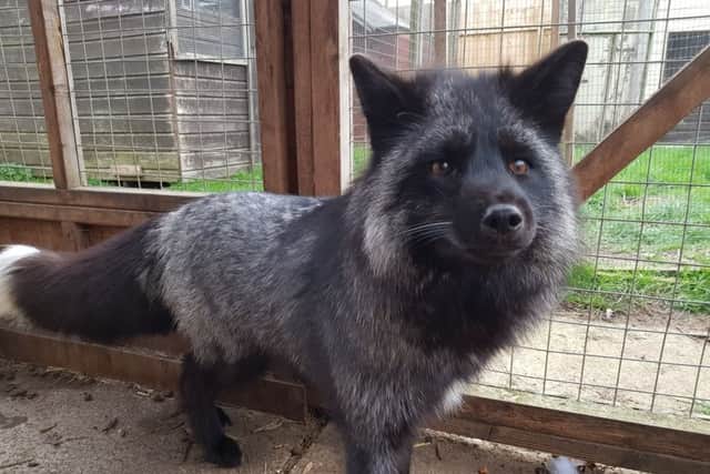 Dexter, the silver fox.