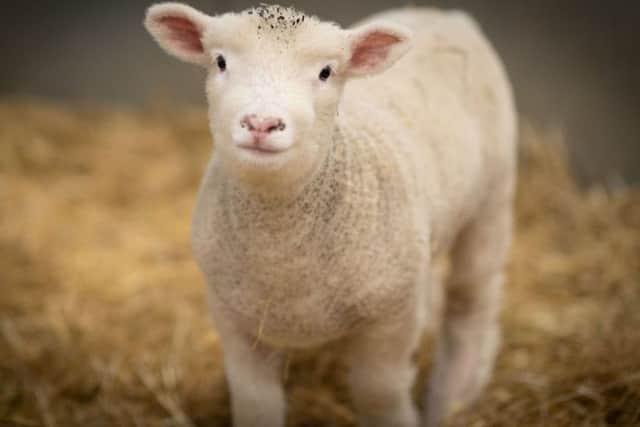 Lambing Live at Rand Farm Park EMN-190402-091241001