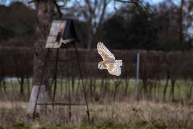 Barn owl EMN-190602-223317001