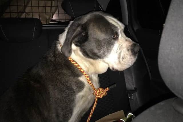 The injured dog found at Leverton - is it yours? EMN-190702-120030001