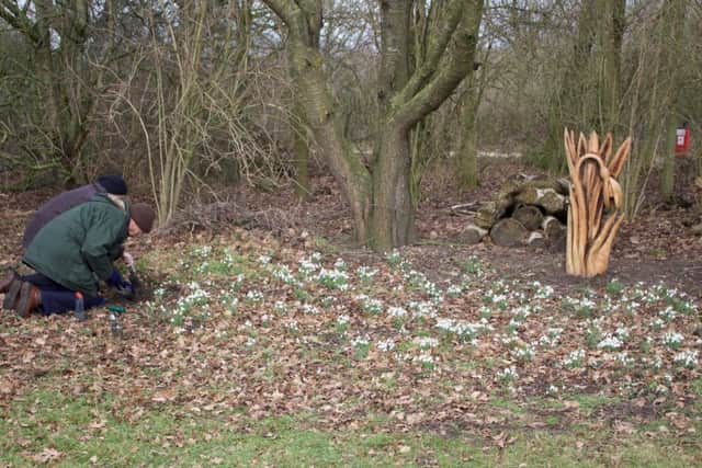Plant a flower in memory of a loved one on the North Kesteven Snowdrop Walk. EMN-191102-140130001