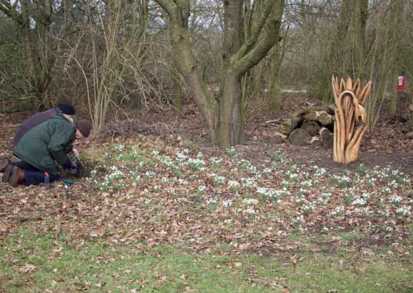 Plant a flower in memory of a loved one on the North Kesteven Snowdrop Walk. EMN-191102-140130001