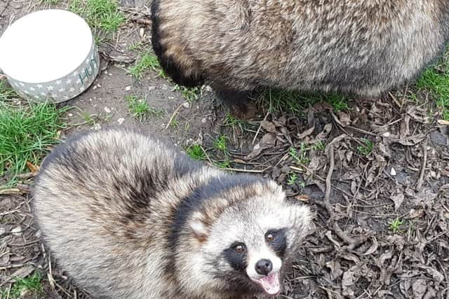 One of the Ark's seven rescued raccoon dogs. The creature spotted in Kirton is not one of them.