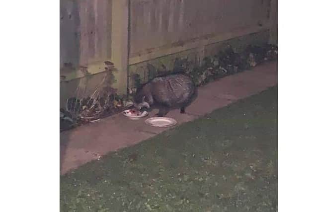 Efforts are being made to safely capture the unusual 'raccoon dog' feeding in a garden in Kirton.