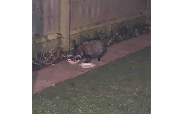 Efforts are being made to safely capture the unusual 'raccoon dog' feeding in a garden in Kirton.