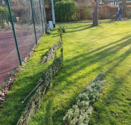 The stricken trees.