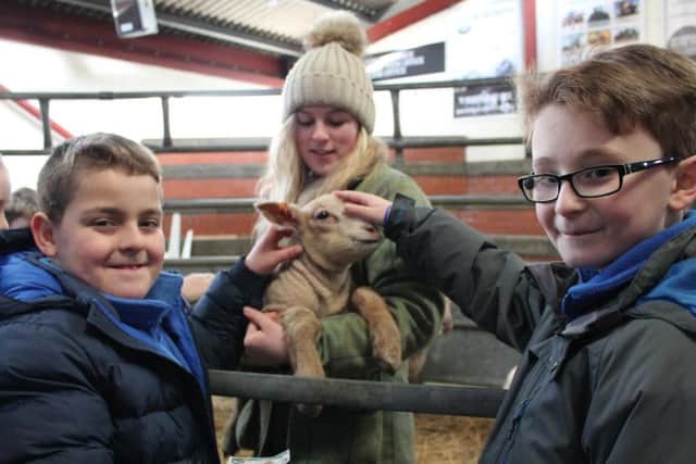 Rosie Cosgrove, from Louth Young Farmers, introduces North Thoresby Primary Academy pupils to a little lamb!