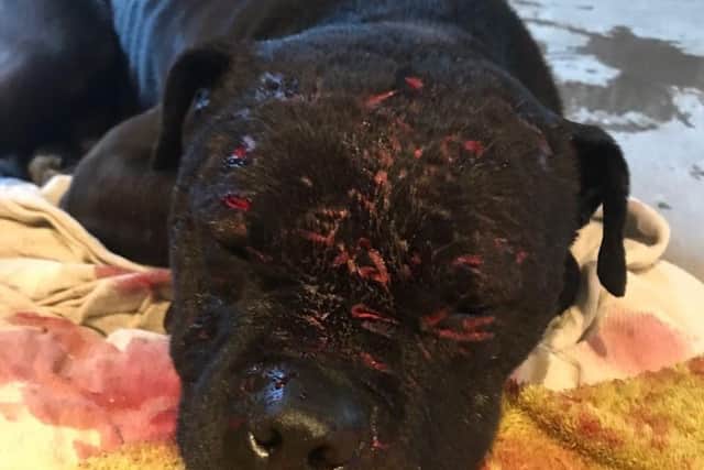 John Herbert Knibbs (DOB 04/02/1964) of Polyanthus Drive, Sleaford, was convicted in absence for a number of allegations including keeping and training dogs for fighting, ear cropping, and causing unnecessary suffering to a bull terrier called Baddy